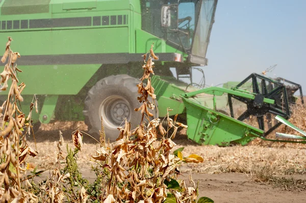 Harvesting soybeans — Stock Photo, Image