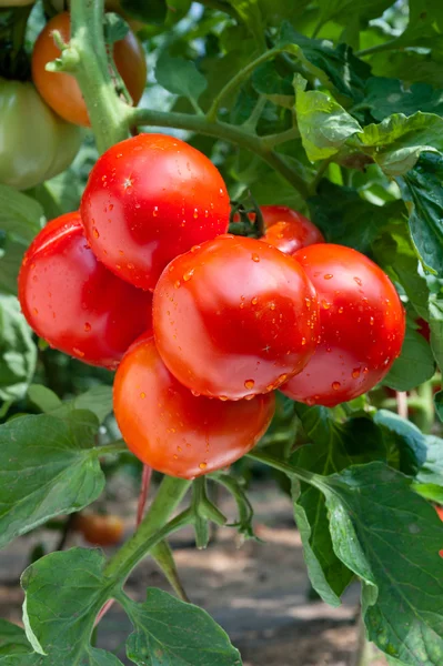 Growing tomatoes — Stock Photo, Image