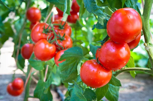 Tomatenanbau Stockbild