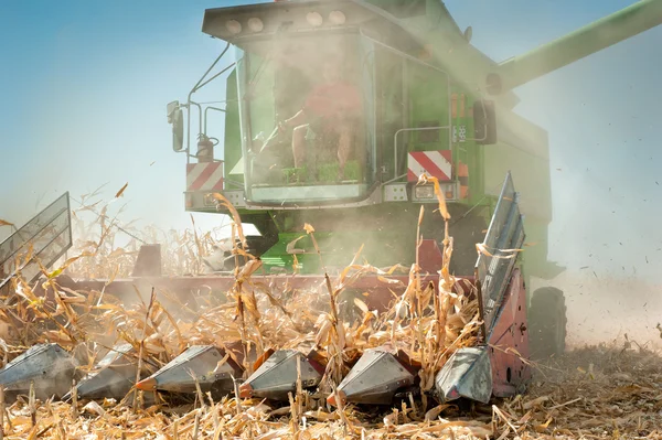 Harvesting corn — Stock Photo, Image