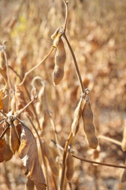 soya fasulyesi yakın çekim