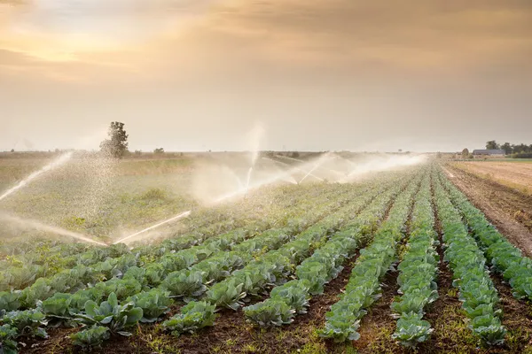 Irrigação de produtos hortícolas — Fotografia de Stock