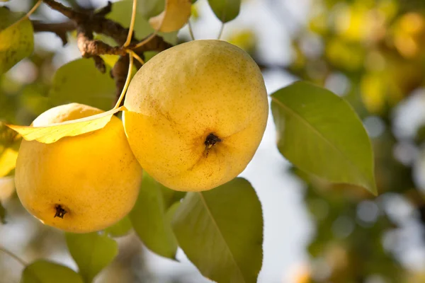 Pears on a tree — Stock Photo, Image