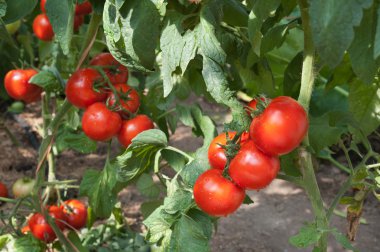 kırmızı domates büyüyen