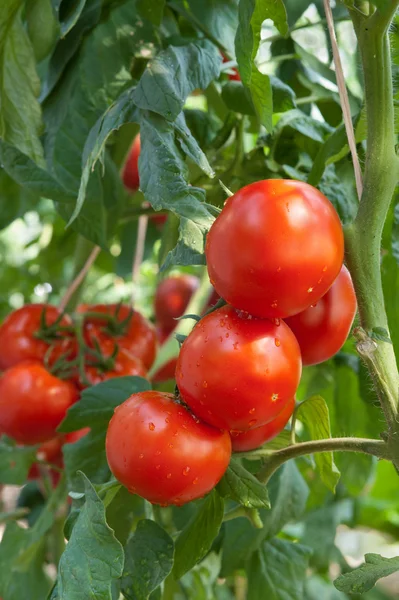 Cultivo de tomates rojos —  Fotos de Stock