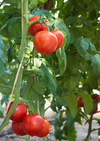 Växande röda tomater — Stockfoto