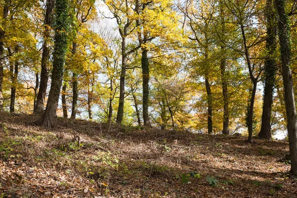 Autumn — Stock Photo, Image