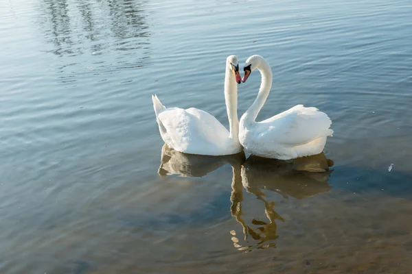 Par svanar — Stockfoto