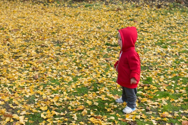 Herfst — Stockfoto