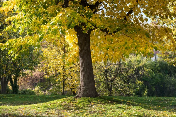 Forest in Autumn — Stock Photo, Image