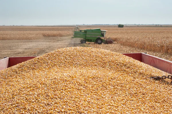 Pile corn — Stock Photo, Image