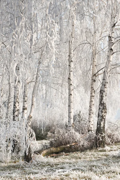 Paisaje con árboles nevados — Foto de Stock