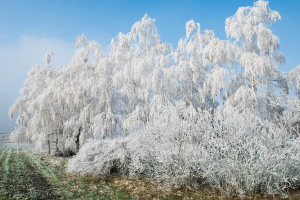 Paesaggio con alberi innevati — Foto Stock