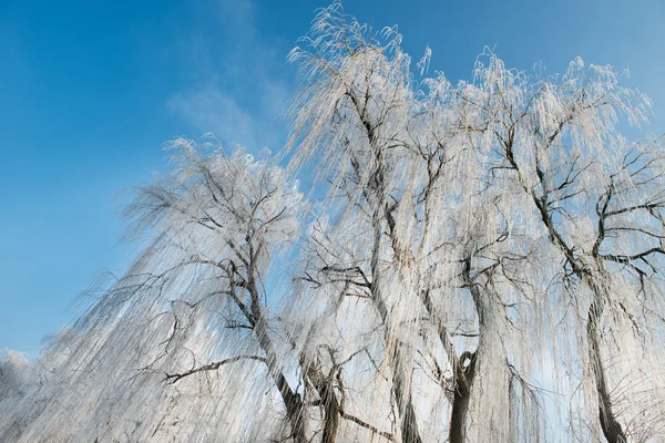 Salgueiro no inverno — Fotografia de Stock