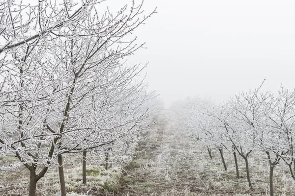 Orchard in winter — Stock Photo, Image