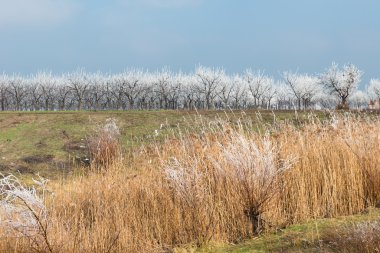 meyve bahçesinde kış