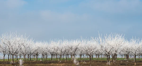 Orchard in winter — Stock Photo, Image