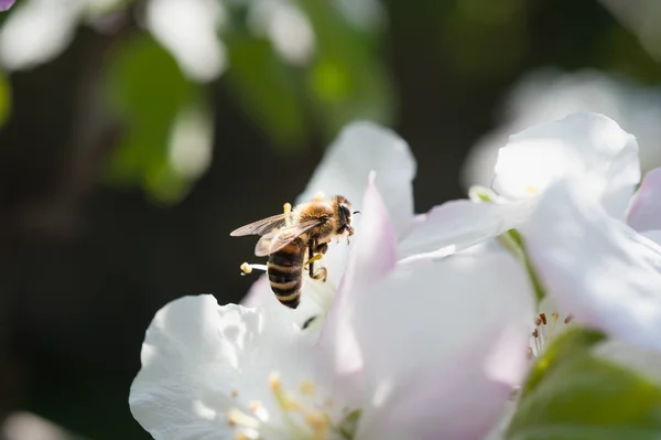 Bee in de bloesem — Stockfoto