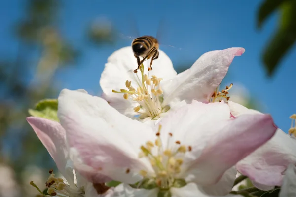 Abelha na flor — Fotografia de Stock