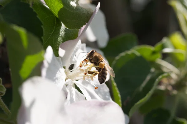Пчела в соусе — стоковое фото