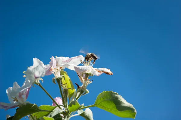 Bijen in de bloesem — Stockfoto