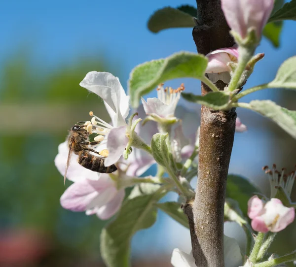 Pszczoły w kwiat — Zdjęcie stockowe