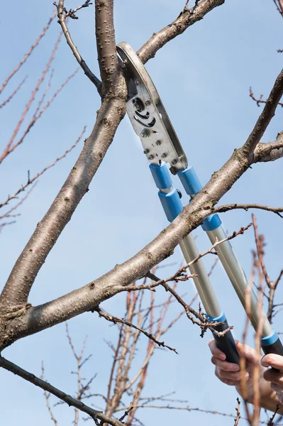 Beskärning av träd — Stockfoto