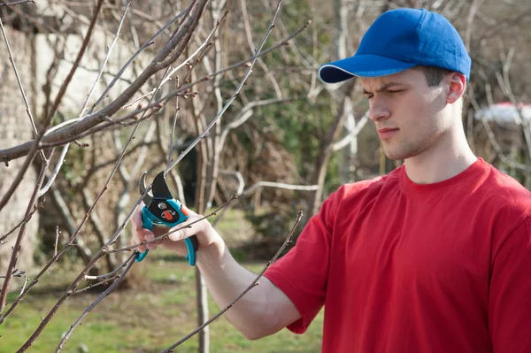 Guy pruning trees — Stock Photo, Image