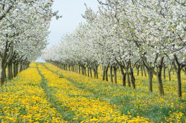 çiçek açması elma bahçesi