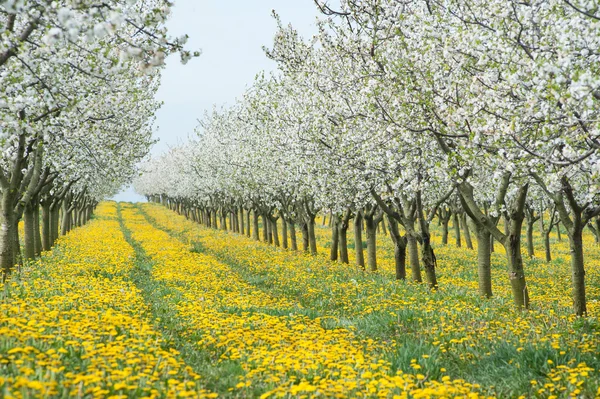 Verger de pommiers en fleurs — Photo