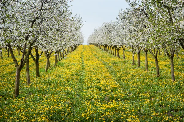 Bloeiende appelboomgaard — Stockfoto