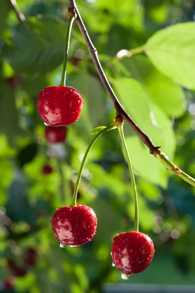 Cerezas agrias —  Fotos de Stock