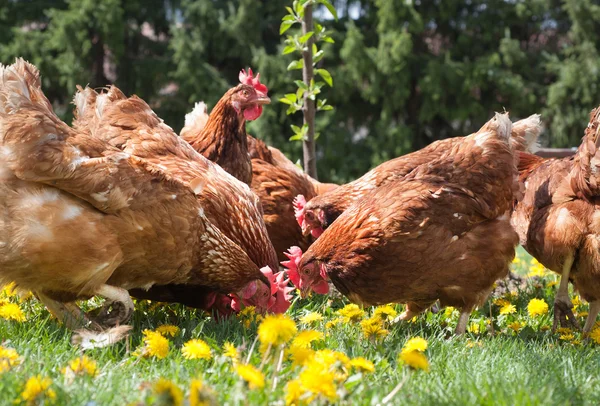 Egg-laying hens — Stock Photo, Image