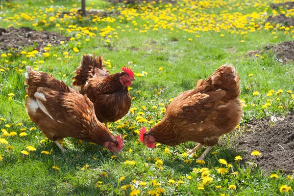Laying hens — Stock Photo, Image