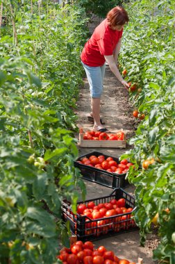 kadın malzeme çekme taze domates