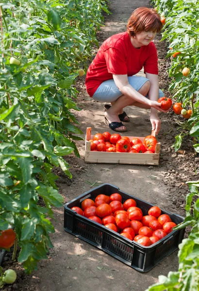 Kvinnoplockande tomater — Stockfoto