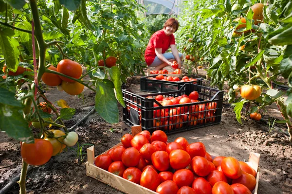 Mulher colhendo tomates — Fotografia de Stock