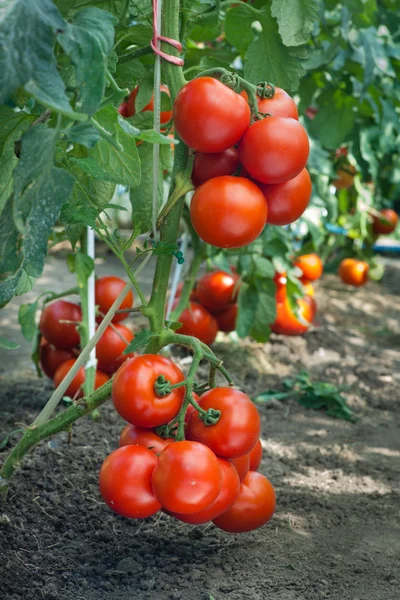 Зростання стиглі томати — стокове фото