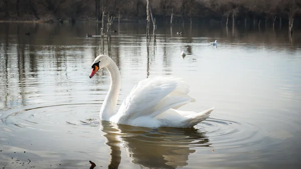 Cisne blanco flotando — Foto de Stock