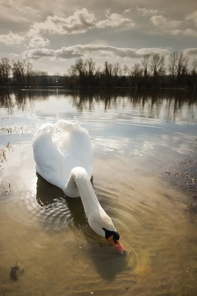 白鳥の湖 — ストック写真