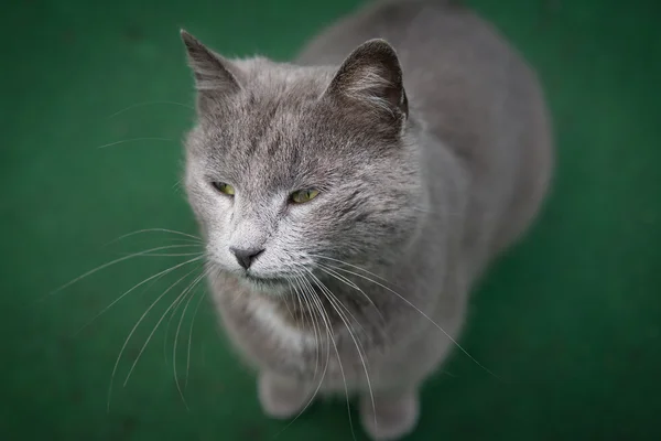 灰色的猫 — 图库照片