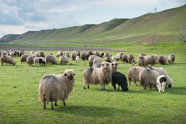 Mera üzerinde koyun — Stok fotoğraf