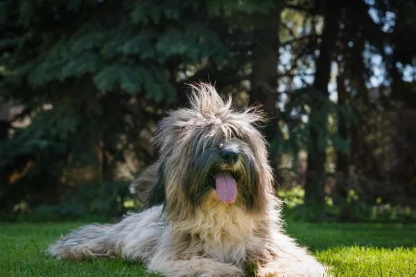 Tibetan Terrier — Fotografie, imagine de stoc