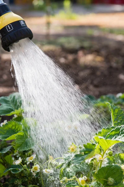 Watering seedling strawberry — Stock Photo, Image