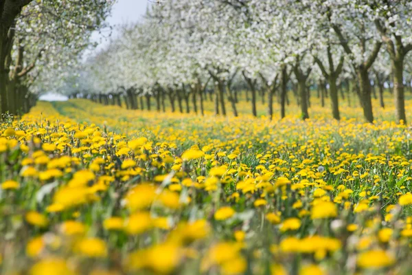 Verger en fleurs — Photo