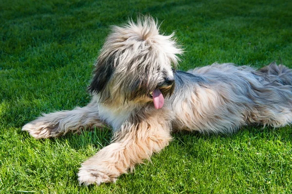 Tibetan Terrier — Stock Photo, Image