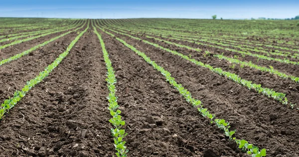 Soja veld rijen — Stockfoto