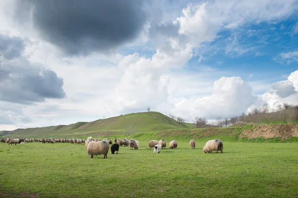 Sheep on pasture — Stock Photo, Image