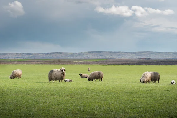 羊在草地上 — 图库照片