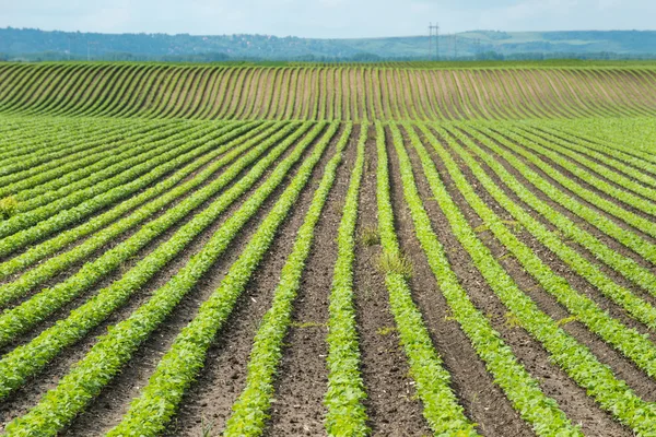 Campo de soja — Foto de Stock